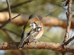 Fringilla coelebs