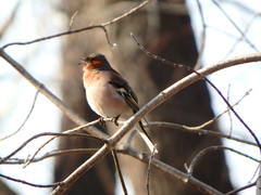 Fringilla coelebs