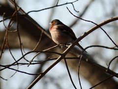 Fringilla coelebs