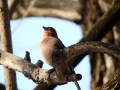 Fringilla coelebs