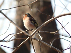 Fringilla coelebs