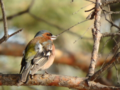 Fringilla coelebs