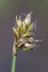 Carex chordorrhiza