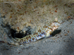 Orangespotted Goby photo 4
