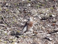 Turdus pilaris