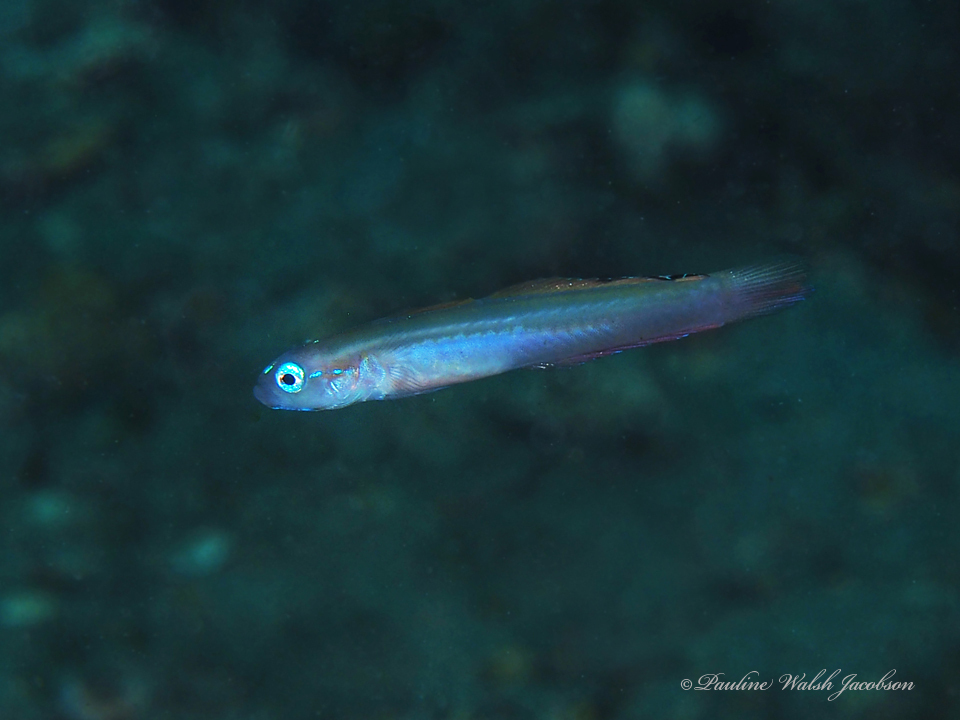 Blue Dartfish