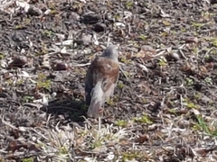 Turdus pilaris