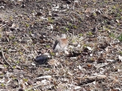 Turdus pilaris