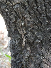 Anolis taylori