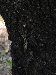 Anolis taylori