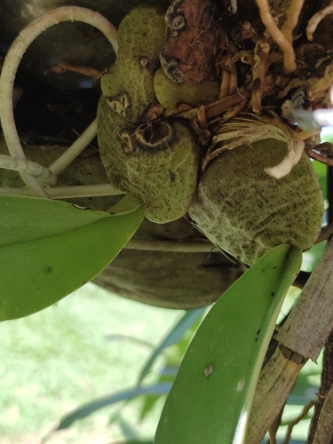 Rossioglossum ampliatum, photograph 3