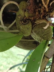 Rossioglossum ampliatum, photograph (c) Maria Janeiro, some rights reserved (CC BY)