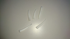 Dentalium octangulatum