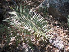 Zamia paucijuga