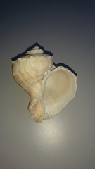 Rapana rapiformis