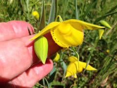 Calochortus amabilis