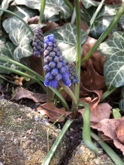 Muscari