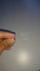 Dentalium octangulatum