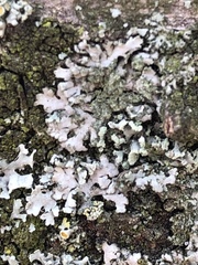 Parmelia sulcata