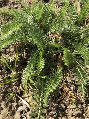 Achillea millefolium
