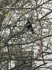 Turdus merula