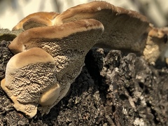 Fungi