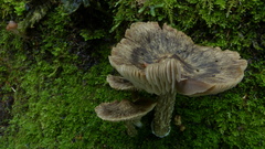 Cortinarius cuphomorphus