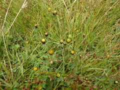 Trifolium spadiceum