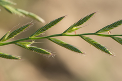 Lolium multiflorum