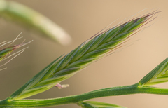 Lolium multiflorum