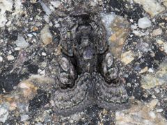 Behrensia conchiformis