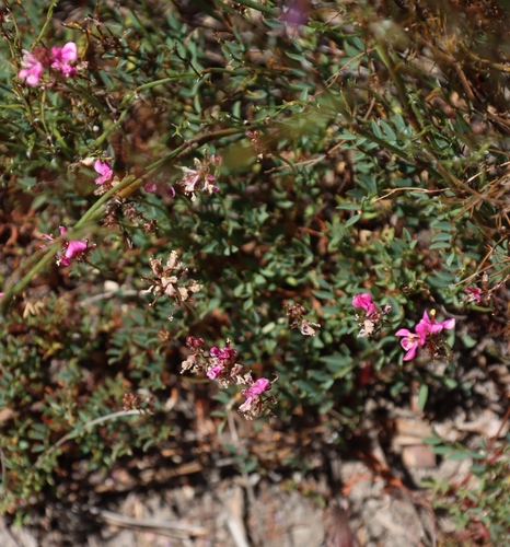 Image of Indigofera capillaris by (c) Tony Rebelo, some rights reserved (CC BY-SA)