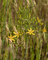 Bloomeria crocea
