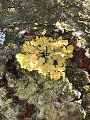 Xanthoria parietina