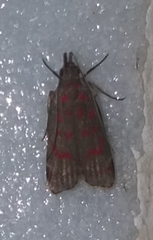 Dichomeris sandycitis