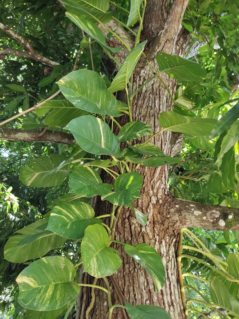 Golden Pothos