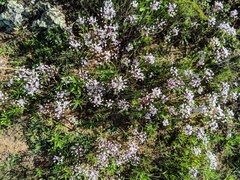 Allium haematochiton