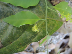 Agonandra racemosa