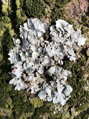 Parmelia sulcata