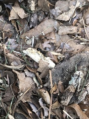 Camponotus pennsylvanicus