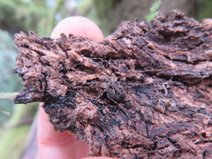 Metadasylobus fuscoannulatus