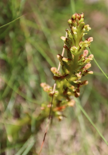 Image of Ringspur Monadisa (Disa densiflora) by (c) Tony Rebelo, some rights reserved (CC BY-SA)