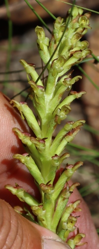 Image of Ringspur Monadisa (Disa densiflora) by (c) Tony Rebelo, some rights reserved (CC BY-SA)