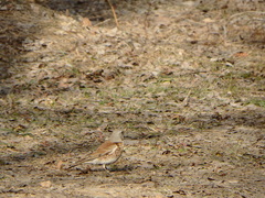 Turdus pilaris