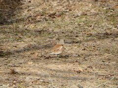 Turdus pilaris