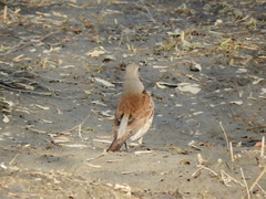 Turdus pilaris