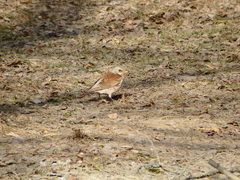 Turdus pilaris