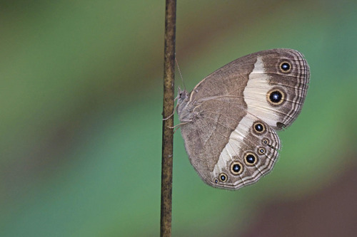 Heteropsis centralis