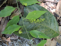 Agonandra racemosa