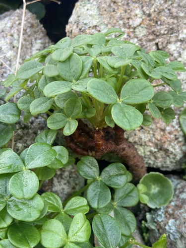 Fleshy Yellow-sorrel